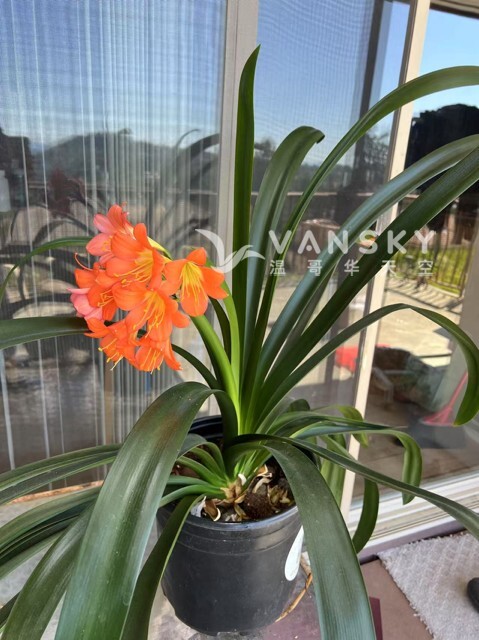 250629164829_jun zi lan .jpeg